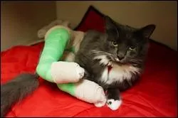 En quelle anne Giggle-Blizzard s'est-il fait renvers par une voiture ? Aprs s'tre fait renvers il a mis 11 jours  revenir chez lui !