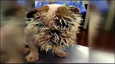 Combien d'pines a-t-on retir  Bella Mae aprs qu'elle se soit fait attaquer par un porc-pic ?