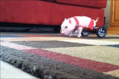 Chris P. Bacon est un cochon qui porte des roulettes comme prothses pour remplacer ses pattes.