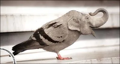 Vrifiez que vous n'en avez pas un sur le balcon !