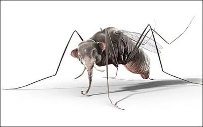 Malgr qu'ils aient tous les deux une trompe, je n'ai toujours pas compris comment ils s'y sont pris, je vous prsente leur fils, profitez-en, c'est un scoop !