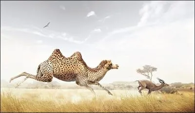 Ils se sont rencontrs par un hasard extraordinaire, le petit a pris les habitudes du pre, il poursuit les antilopes !