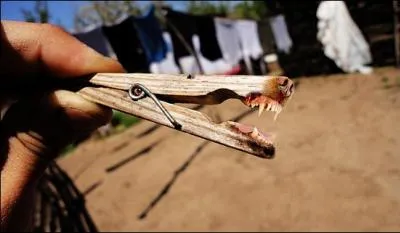 Incroyable, on aura tout vu, une pince  linge s'est accouple avec ...