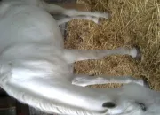 Quiz Galop 1
