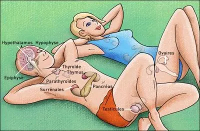 Biologie humaine : les tres humains possdent-ils une glande endocrine nomme  thymus  ?