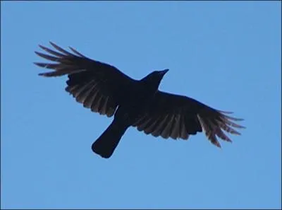 Nicomde et Thodore sont alls chercher la toison d'or, mais n'ont trouv que l'illusion comique de Cinna ou la clmence d'Auguste  l'gard de Polyeucte, le menteur :