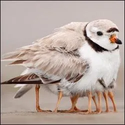 Il va se faire plumer ! C'est un oiseau chassier migrateur :