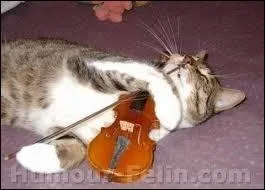 Un animal haut de gamme ! Si vous trouvez un instrument de musique brsilien  une seule corde, vous pouvez tre srs qu'il s'agit d'un :