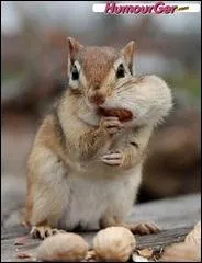 Une petite faim ? C'est une concrtion de l'estomac chez les herbivores :