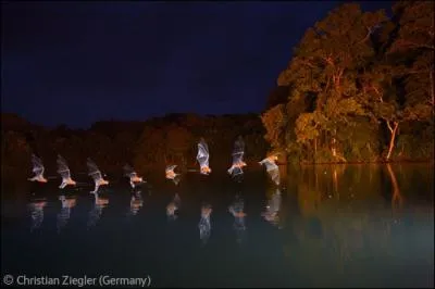 Identifiez ces animaux !