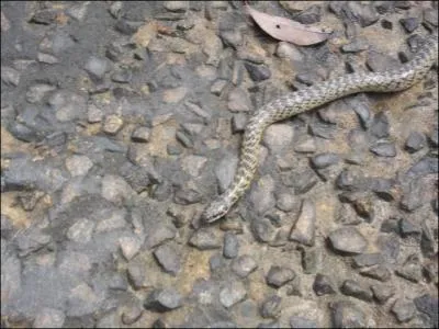 Photo prise en Guyane, d'aprs vous, quel est cet animal ?