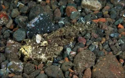 Agrandissez la photo, et trouvez ...