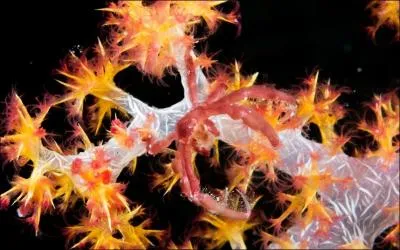 Un animal est cach sur la photo !