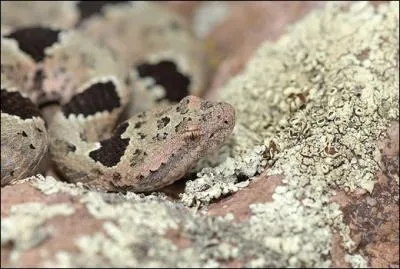 Cach sur la photo, et d'autant plus dangereux !