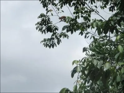 Equilibriste sur une branche !