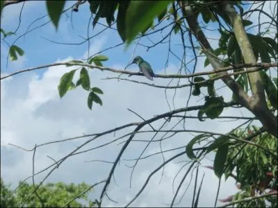 Le seul au monde  pouvoir voler en reculant !