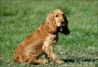 Quelle est la race de ce chien ?