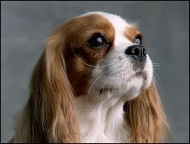 Quelle est la race de ce chien ?