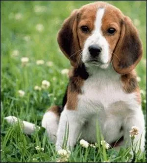 Quelle est la race de ce chien ?