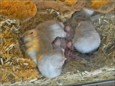  Dans son tronc caverneux, et min par le temps, Logeaient, entre autres habitants, (. ) sans pieds, toutes rondes de graisse. L'Oiseau les nourrissait parmi des tas de bl, Et de son bec avait leur troupeau mutil . Qui sont les petits logeant avec leurs mres grassouillettes ?