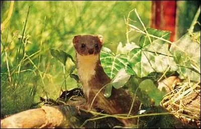 Sa mre  avait mis le nez  la fentre.  Dieux hospitaliers, que vois-je ici paratre  ? Certainement de quoi nourrir :