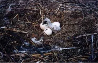  Voil l'Opratrice aussitt en besogne. Elle retira l'os ; puis, pour un si bon tour, Elle demanda son salaire. Votre salaire ? dit le Loup, Vous riez, ma bonne commre . Le loup est cynique et affiche sa mchancet. Le ------ retiendra-t-il la leon ?