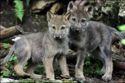 Ils sont si mignons. Pouvons-nous croire que leur pre tait malhonnte ?   Et tous deux vous paierez l'amende : Car toi, ------ , tu te plains, quoiqu'on ne t'ait rien pris ...  