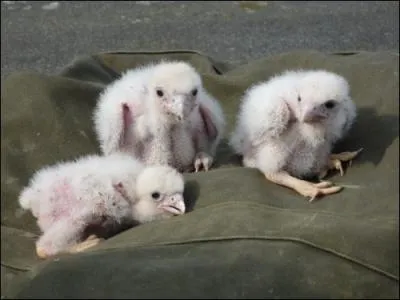  L'Oiseau chasseur lui dit : Ton peu d'entendement Me rend tout tonn. Vous n'tes que racaille, Gens grossiers, sans esprit,  qui l'on n'apprend rien . Qui est le petit, susceptible d' appliquer les principes de son pre ?