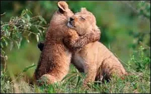  Amour, amour, quand tu nous tiens, On peut bien dire :   Adieu prudence !  