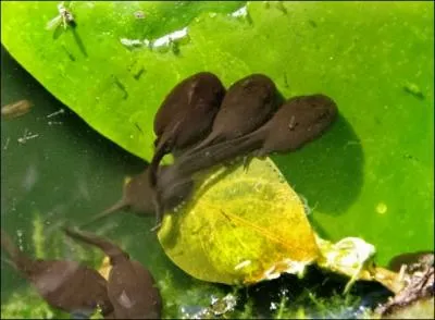  Le bon Sire le souffre et se tient toujours coi. Jupin en a bientt la cervelle rompue : Donnez-nous, dit ce peuple, un Roi qui se remue. Le Monarque des Dieux leur envoie une Grue, Qui les croque, qui les tue . Il en rchappa quelques sujets :