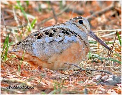 Film retraant la vie de l'auteur de  Boule de suif  :