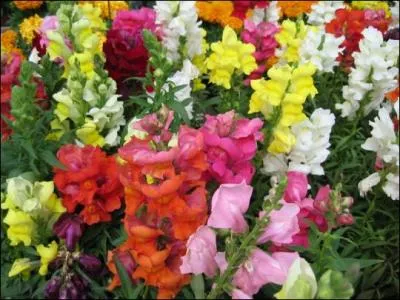 Elle joue une infirmire ronge par le remords suite au dcs de son patient, truand bless lors d'une fusillade avec la police :