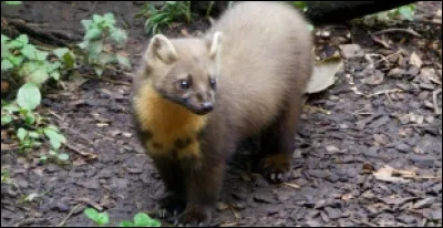 Comment doit-on orthographier le nom de cet animal ?