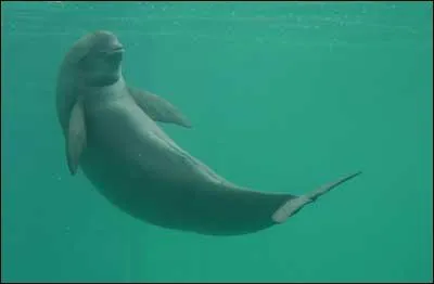 Si vous avancez en faisant de gracieux mouvements ondulatoires comme le petit cétacé, vous...