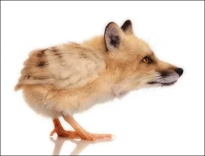 Et voici une image trs contradictoire, car l'un se rgale trs souvent de l'autre !