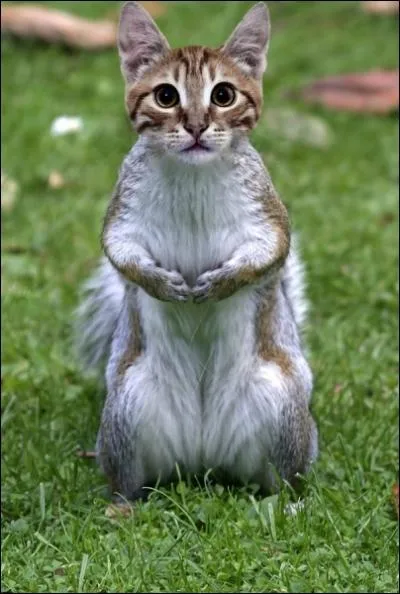 Je ne suis pas persuad qu'il apprcie beaucoup les noisettes !