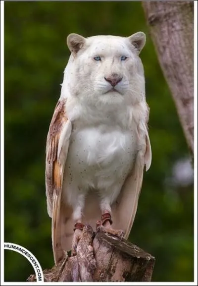 Reconstituez l'assemblage !