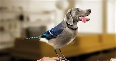 Dcrivez les animaux que vous voyez !