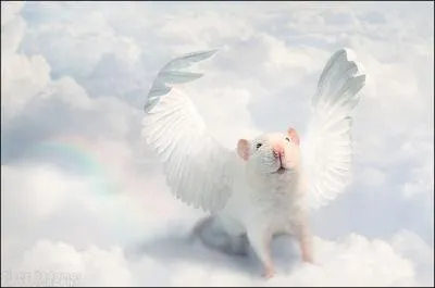 Si vous croyez aux anges, vous ne connaissez peut-tre pas celui-l !