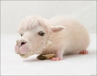 A quel animal correspond la tte ?