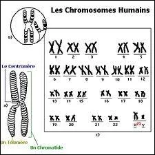 Les chromosomes sont des lments microscopiques contenant les gnes, ils sont constitus 