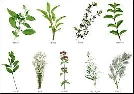 Quelle est l'herbe qui entre principalement dans la prparation de la sauce des ptes italiennes ?