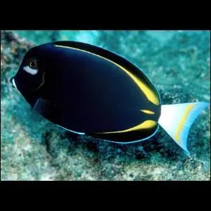 En parlant de poisson chirurgien, pourquoi appelle-t-on ces poissons  chirurgiens  ?