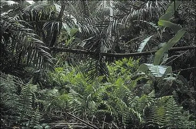 Je suis un climat marqu par une temprature moyenne gnralement suprieure  18, des forets denses et une saison sche prononce. On me trouve en Afrique australe, le nord du Venezuela ou l'est de l'Inde. Qui suis-je ?