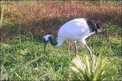 Quel oiseau en voie de disparition, grce aux mesures de protection et aussi  l'levage et au nourrissage, a t sauv  Hokkado ?