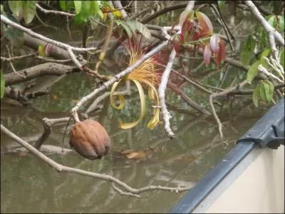 Instrument de musique dalmatien !