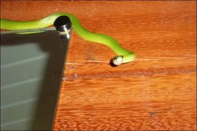 On peut la cueillir ou la porter !