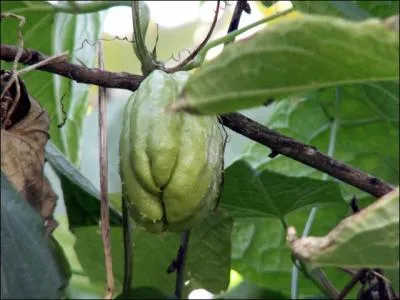 Quel autre nom donne-t-on aux christophines, lgumes verts, tendres, consomms en gratin, fricasse, dans l'ocan Indien ?