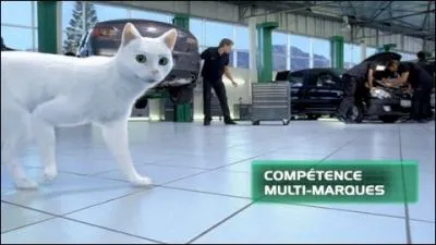 Ce chat est l'un des leaders de l'entretien et de l'quipement automobile. Il s'agit de...