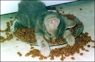 Tous les animaux rvent, tout comme nous !